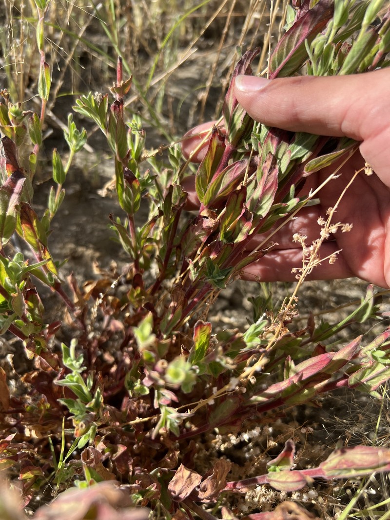 Epilobium ciliatum subsp. ciliatum photo 5