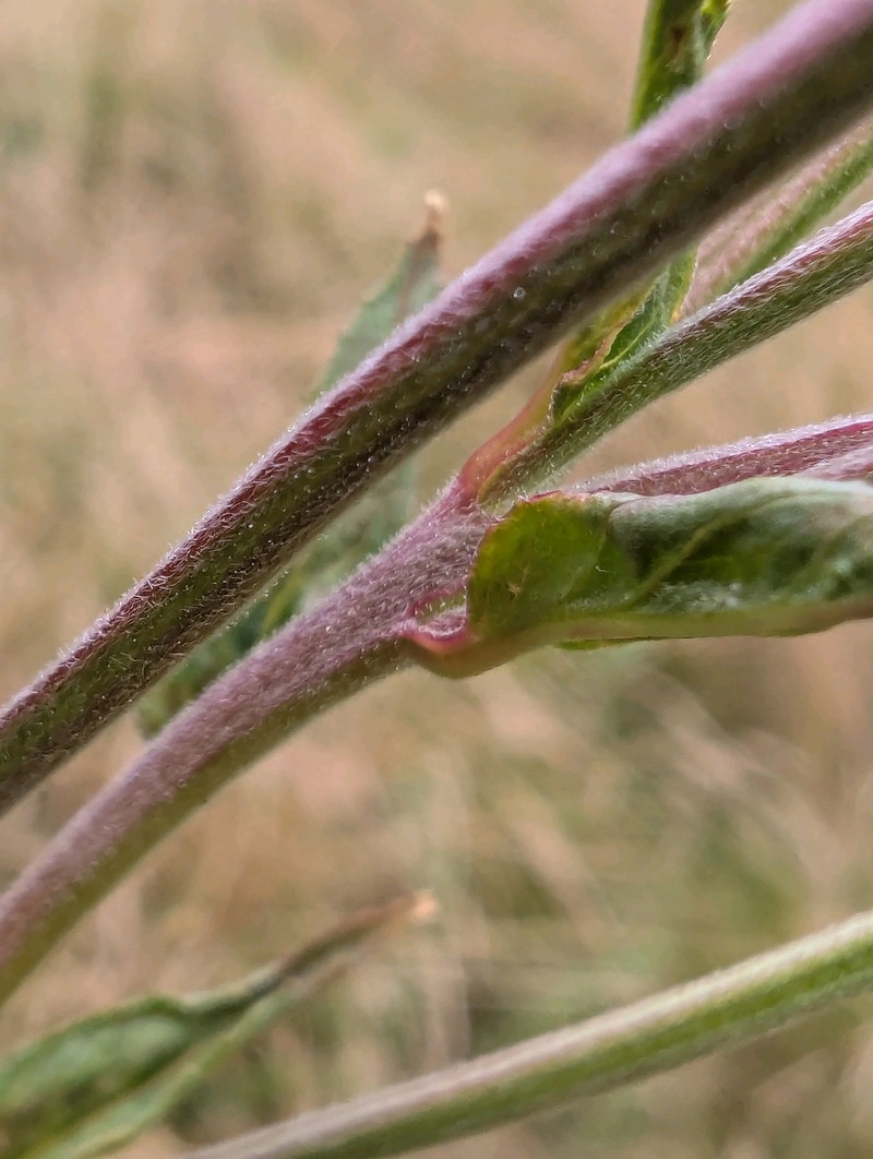 Epilobium ciliatum subsp. ciliatum photo 6