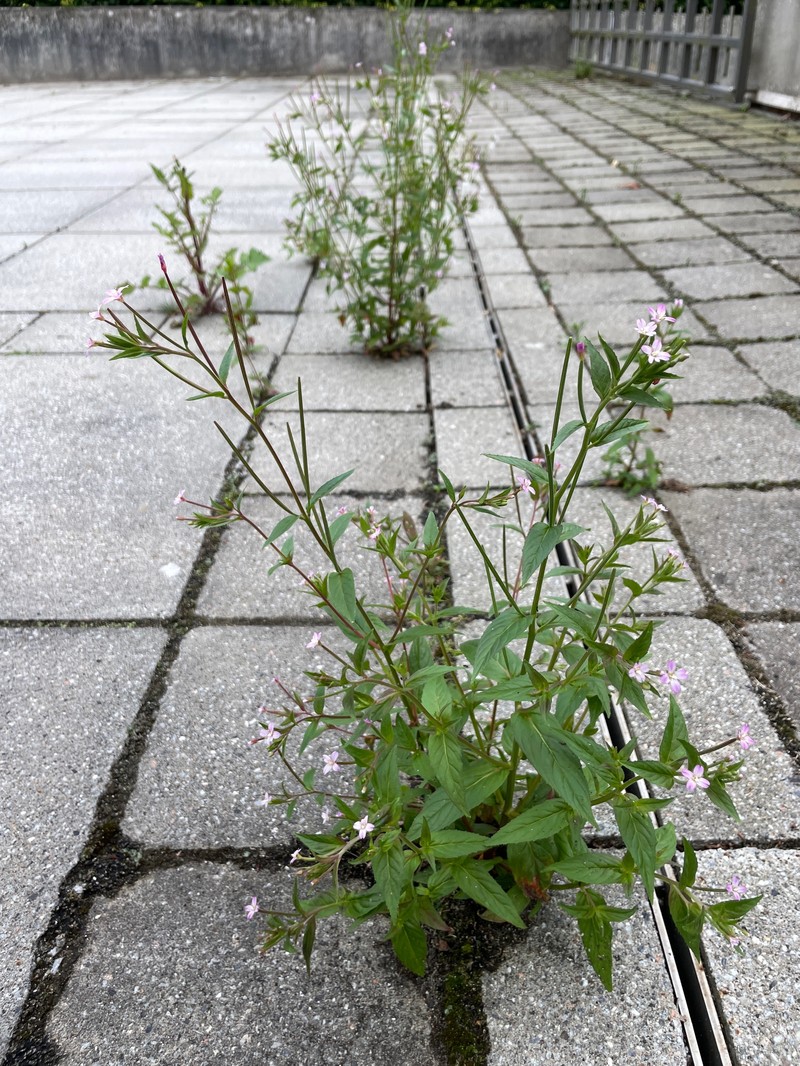 Epilobium ciliatum subsp. ciliatum photo 7
