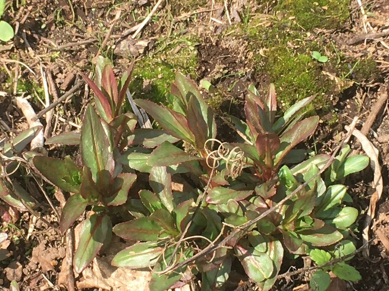 Epilobium ciliatum subsp. glandulosum