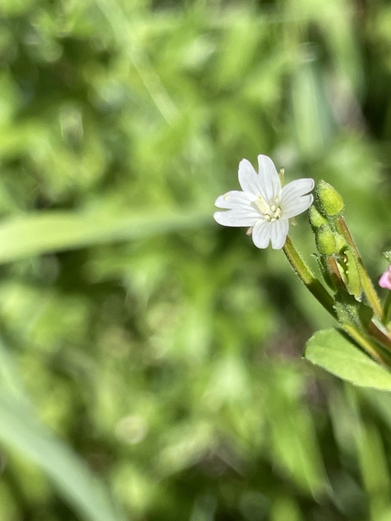 Epilobium ciliatum subsp. glandulosum photo 2