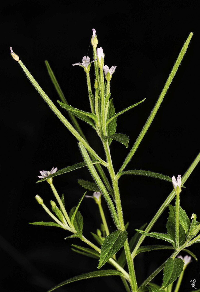 Epilobium ciliatum subsp. glandulosum photo 3