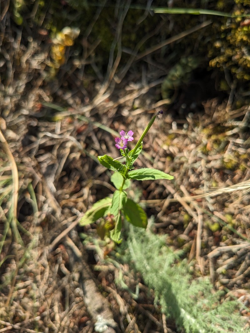 Epilobium ciliatum subsp. glandulosum photo 4