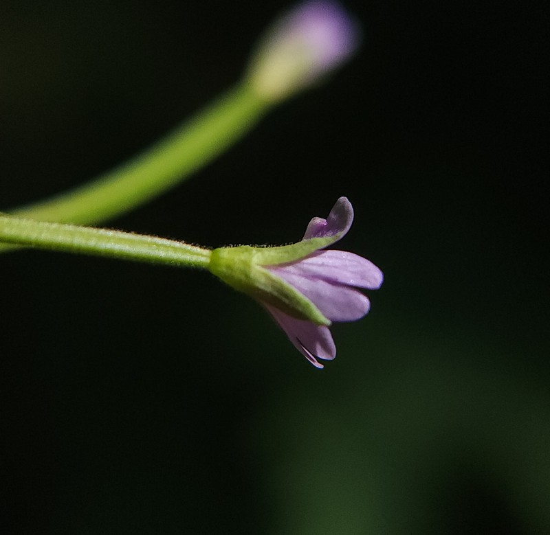 Epilobium ciliatum subsp. glandulosum photo 5