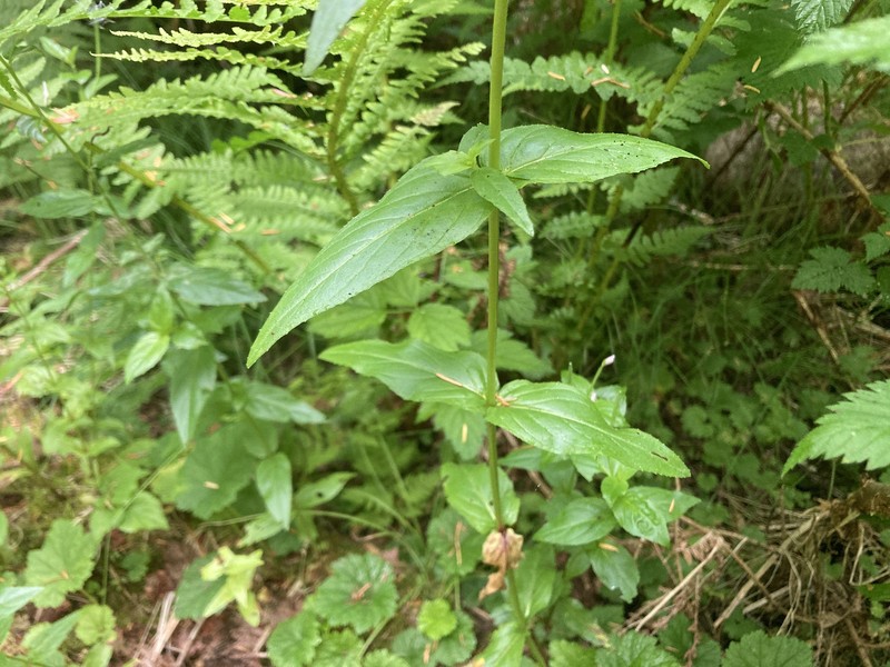 Epilobium ciliatum subsp. glandulosum photo 6