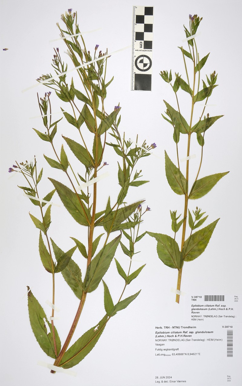 Epilobium ciliatum subsp. glandulosum photo 7
