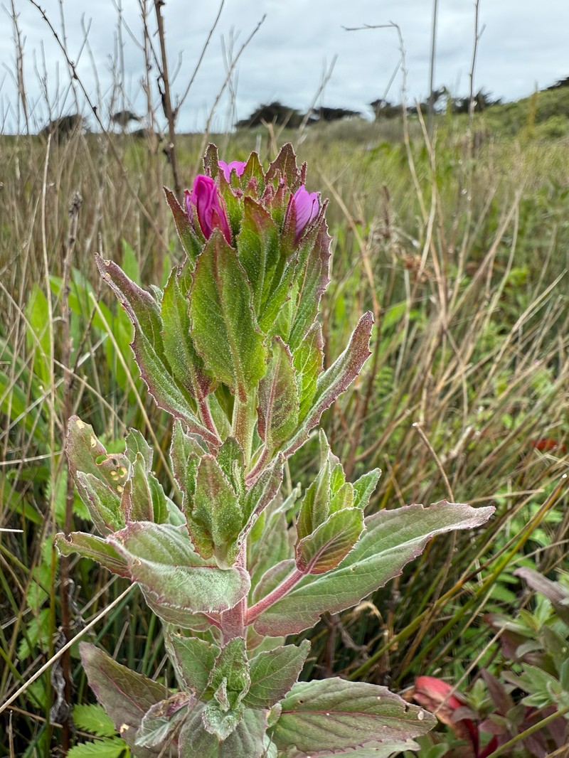 Epilobium ciliatum subsp. watsonii