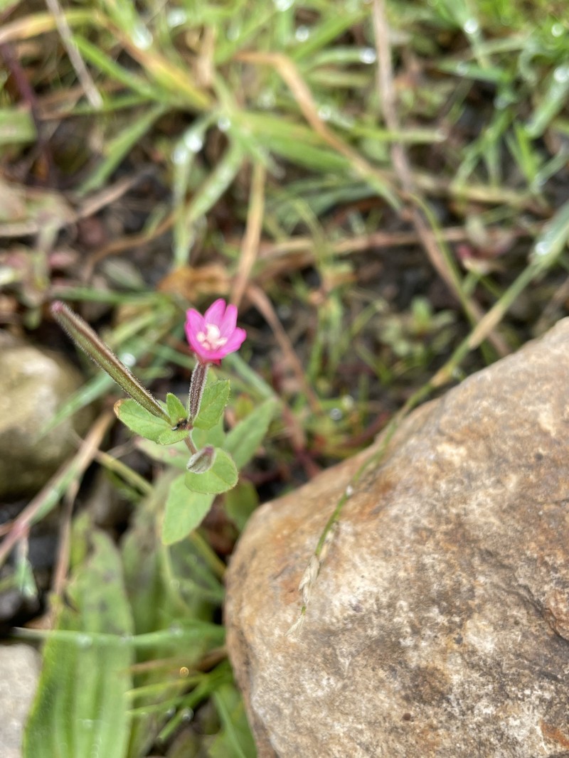 Epilobium ciliatum subsp. watsonii photo 2