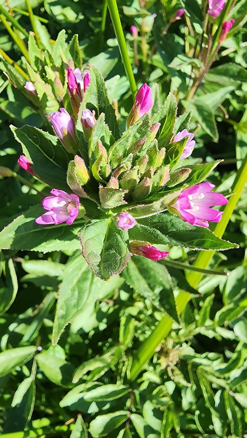Epilobium ciliatum subsp. watsonii photo 3