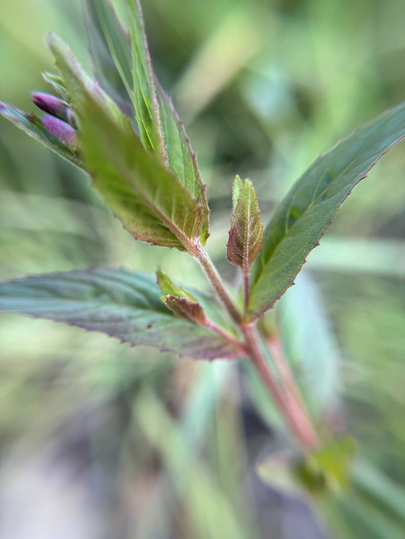 Epilobium ciliatum subsp. watsonii photo 4