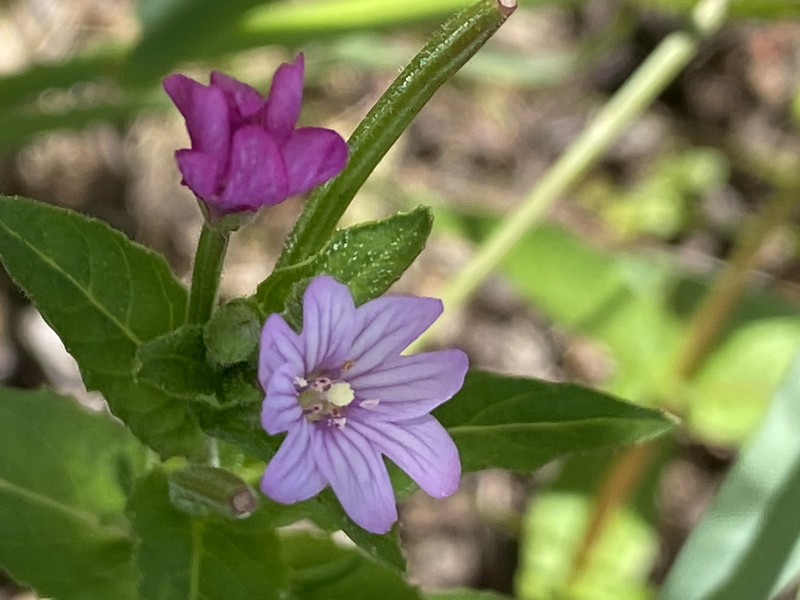 Epilobium ciliatum subsp. watsonii photo 5