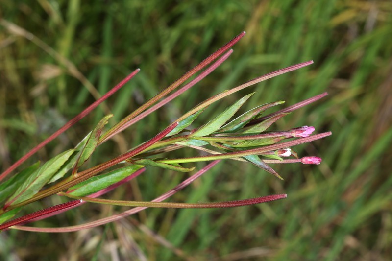 Epilobium ciliatum subsp. watsonii photo 6