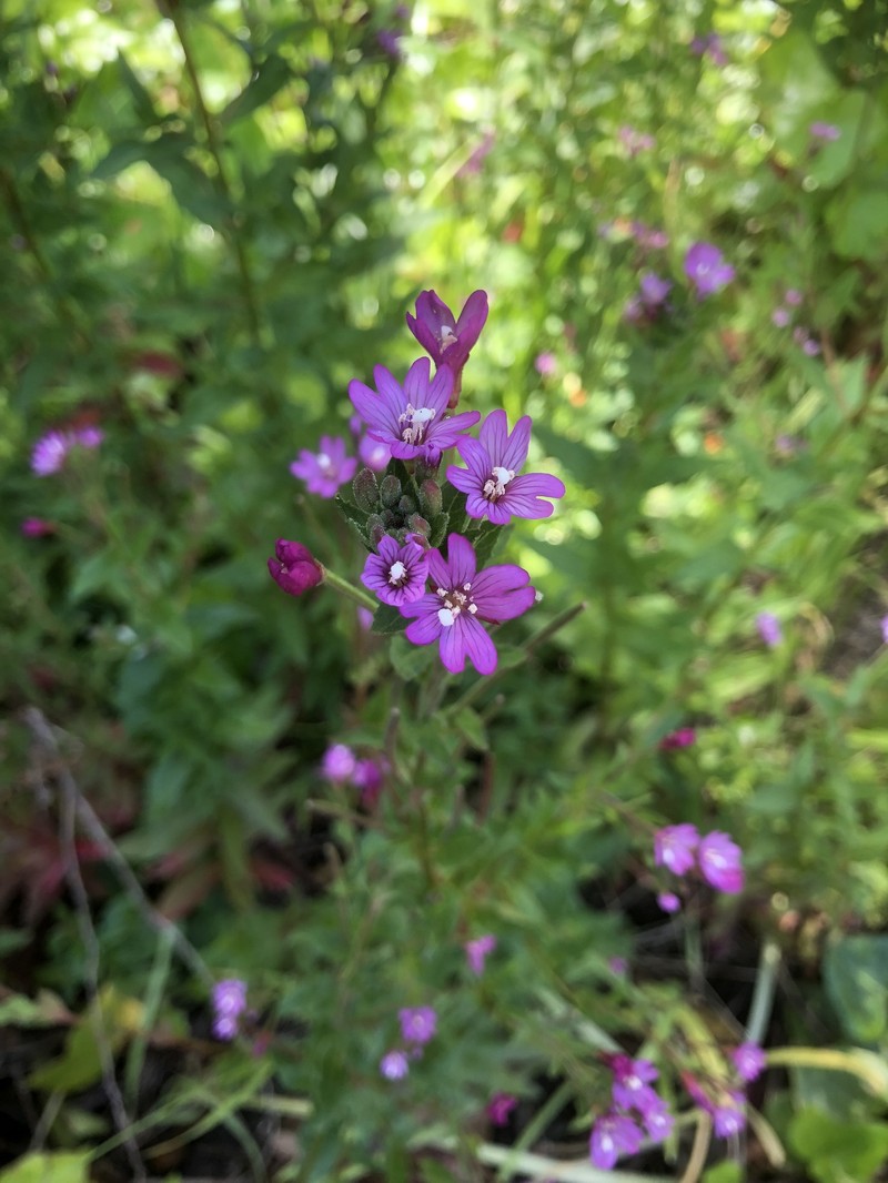 Epilobium ciliatum subsp. watsonii photo 7