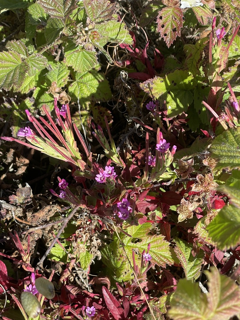 Epilobium ciliatum subsp. watsonii photo 8