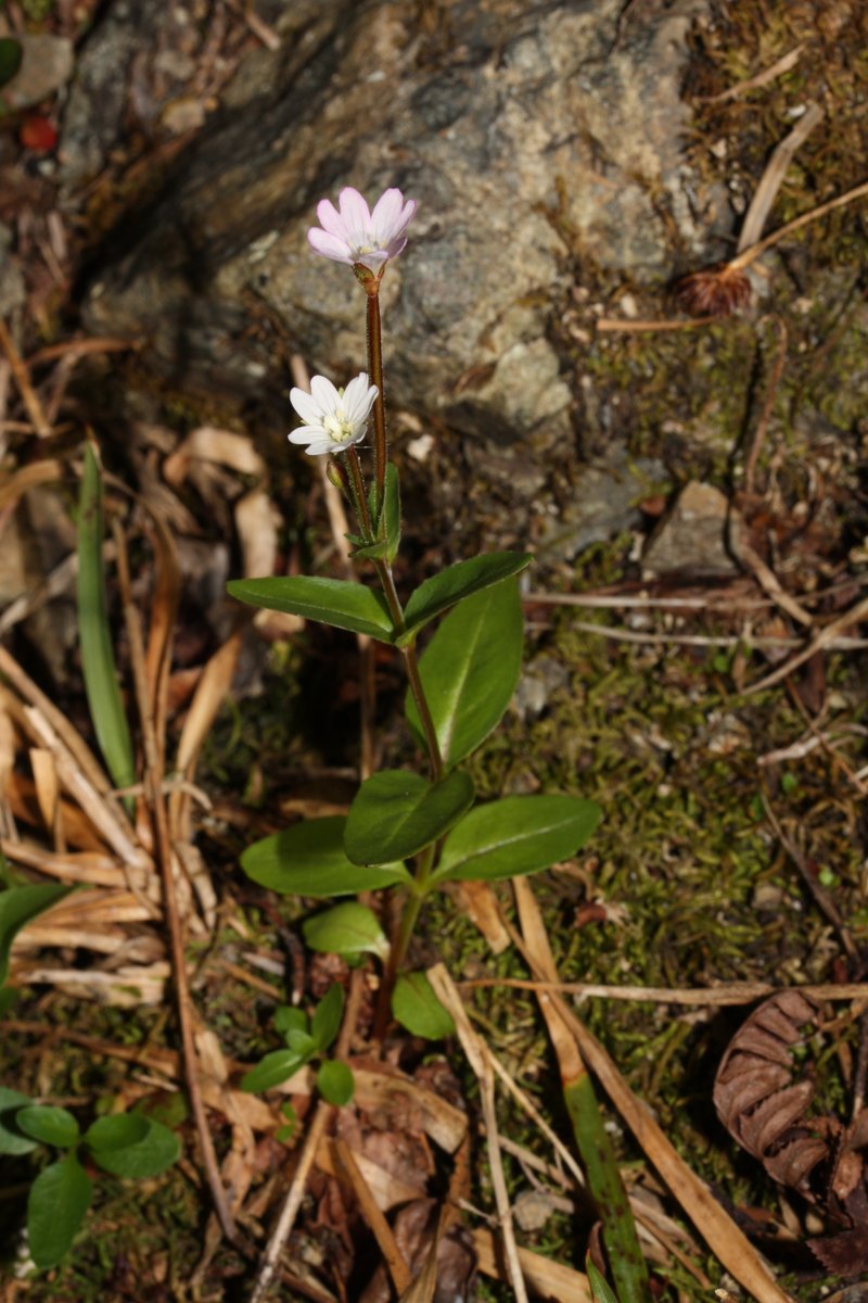 Talus Willowherb