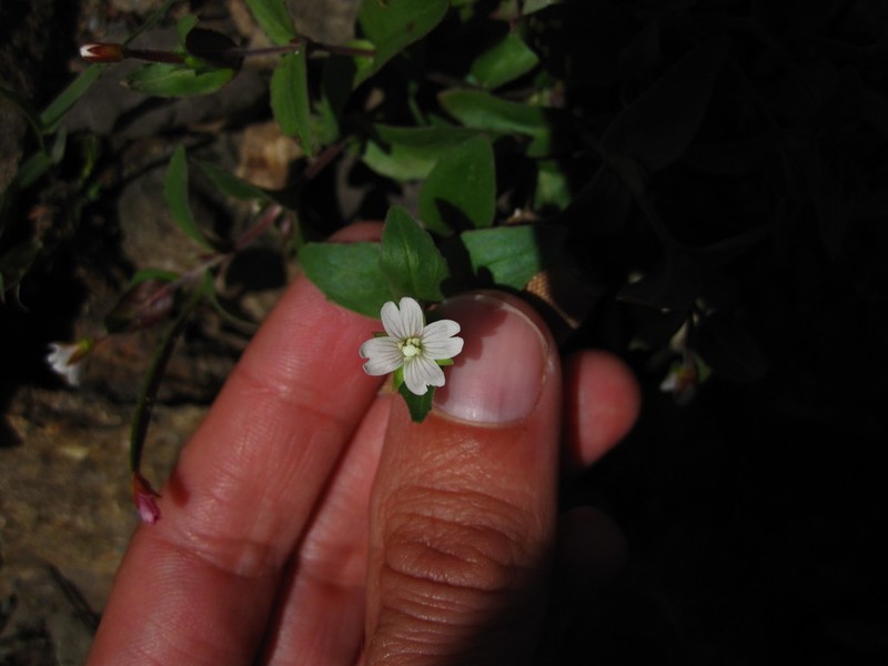Talus Willowherb