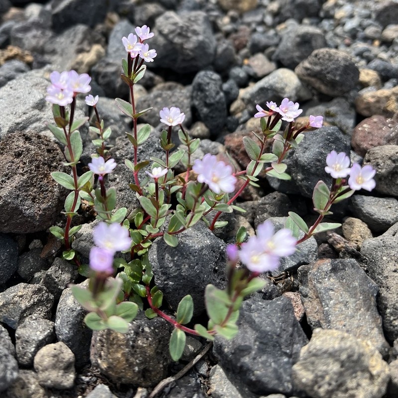 Talus Willowherb photo 2