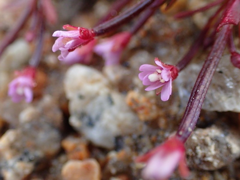 Talus Willowherb photo 3