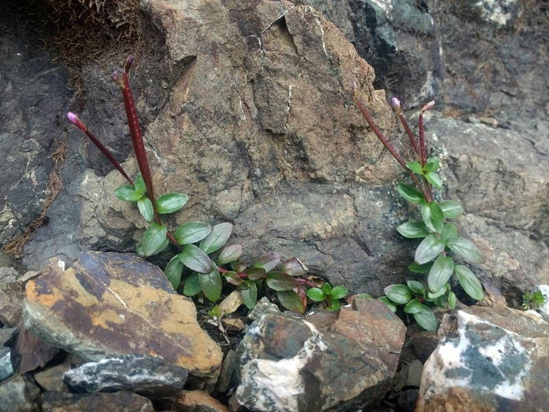 Talus Willowherb photo 4