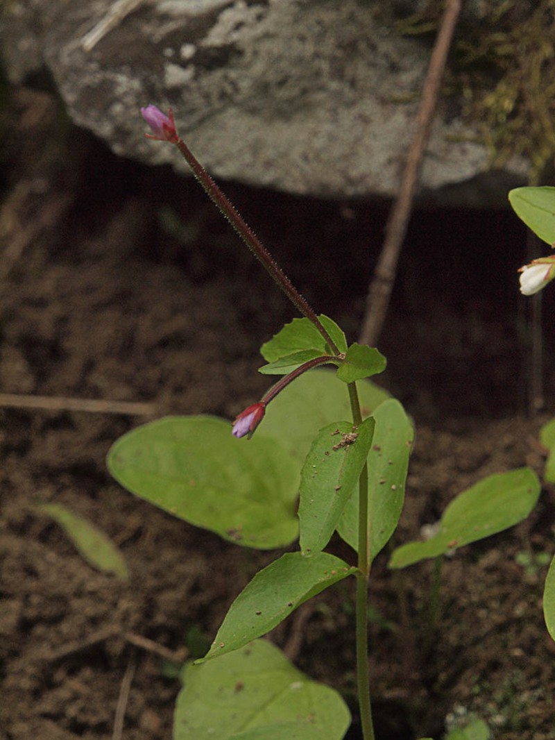 Talus Willowherb photo 5