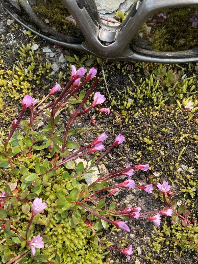 Talus Willowherb photo 6