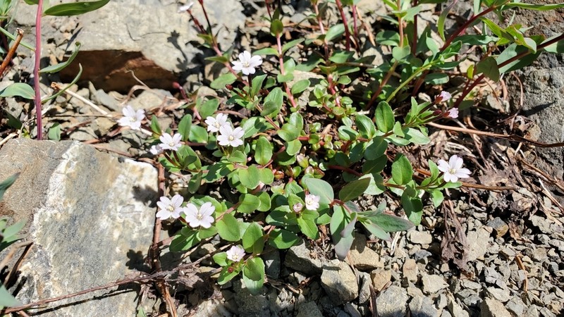 Talus Willowherb photo 7
