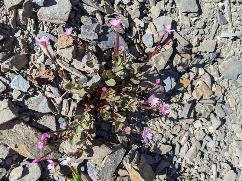Talus Willowherb photo 8
