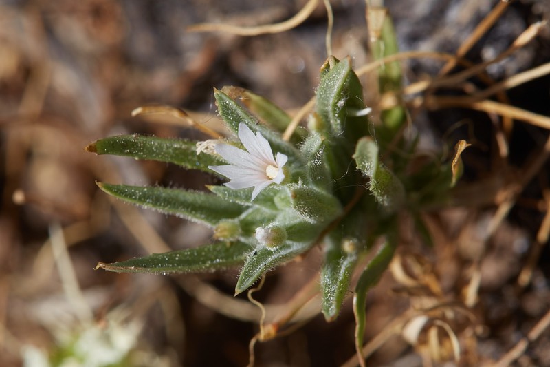 Selfing Willowherb photo 2