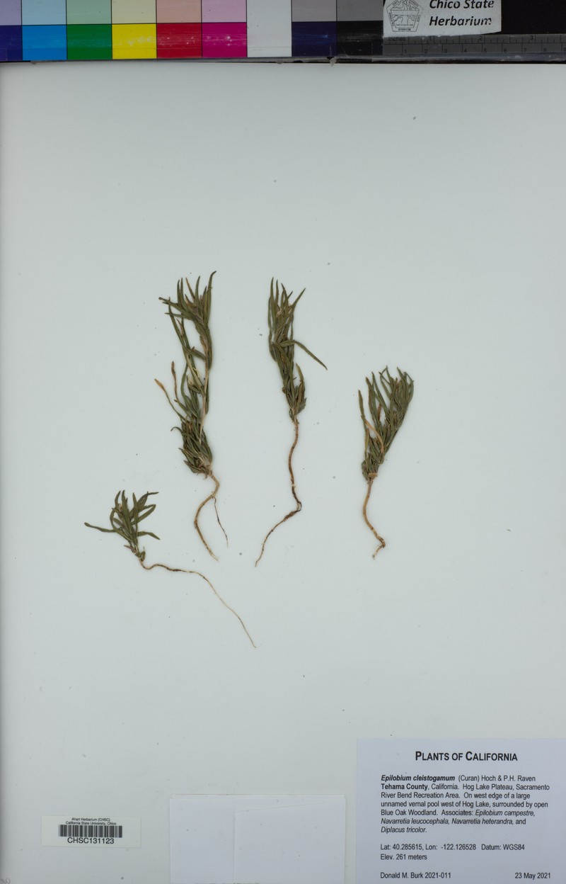 Selfing Willowherb photo 3
