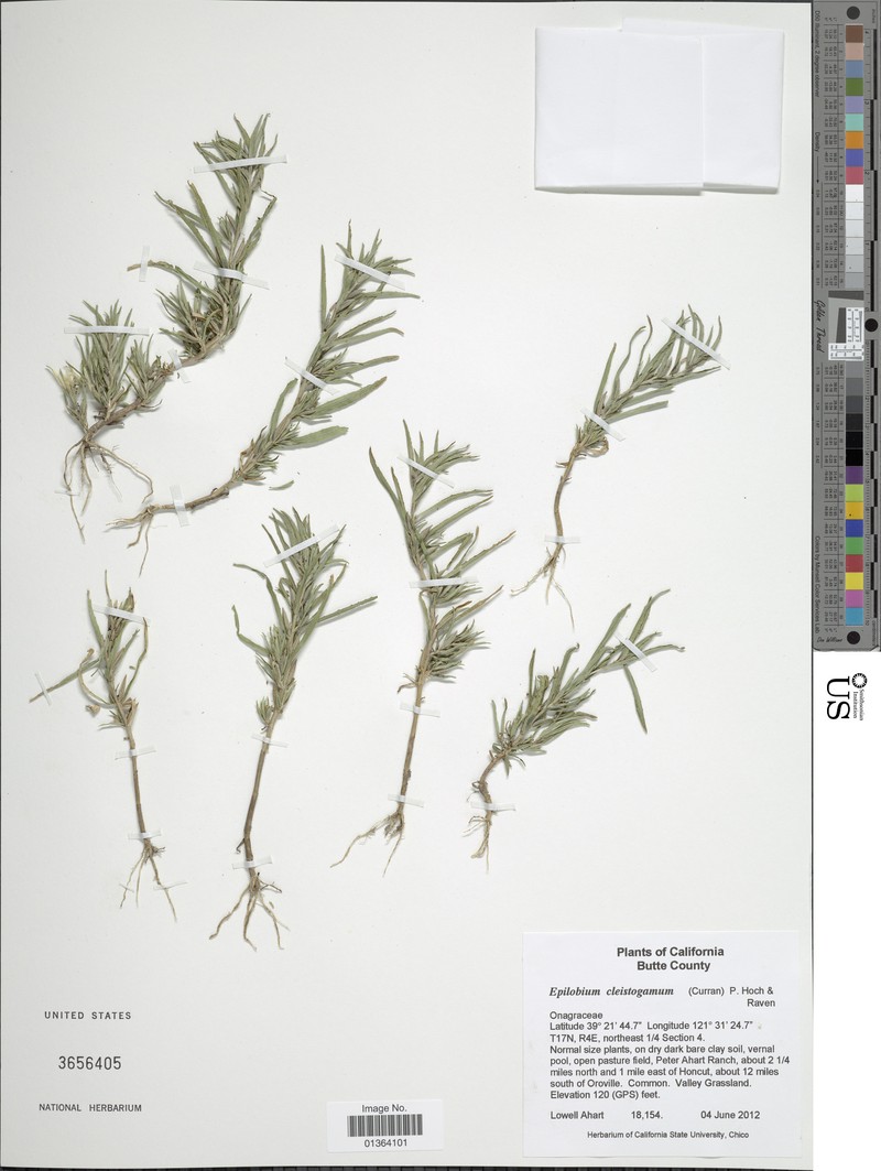 Selfing Willowherb photo 4