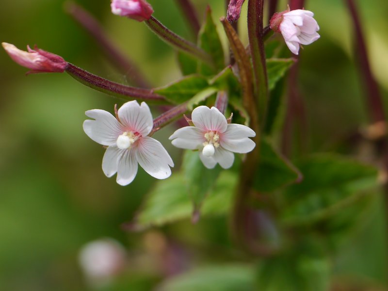 Purpleleaf Willowherb