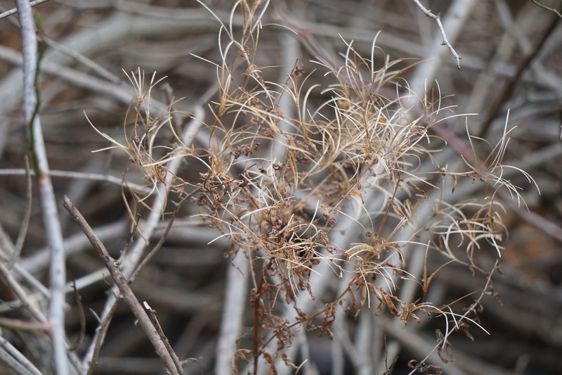 Purpleleaf Willowherb