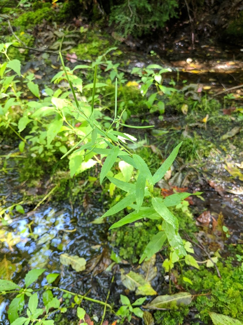 Purpleleaf Willowherb photo 2