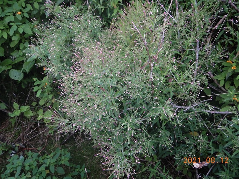 Purpleleaf Willowherb photo 3