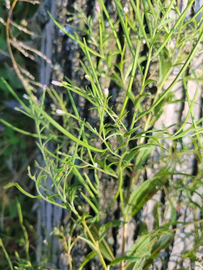 Purpleleaf Willowherb photo 4