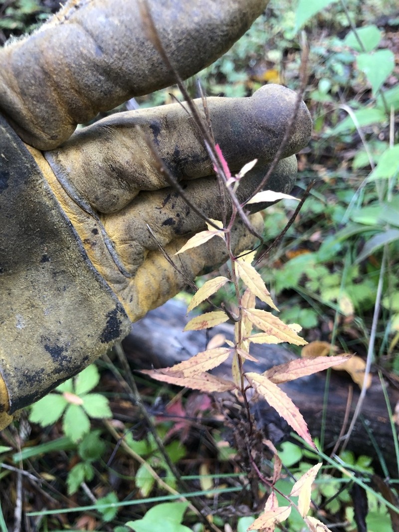 Purpleleaf Willowherb photo 5