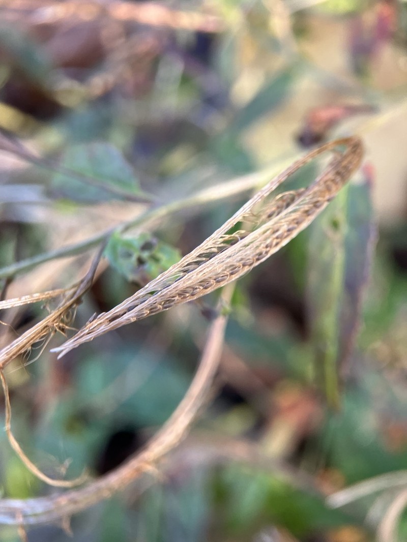 Purpleleaf Willowherb photo 6