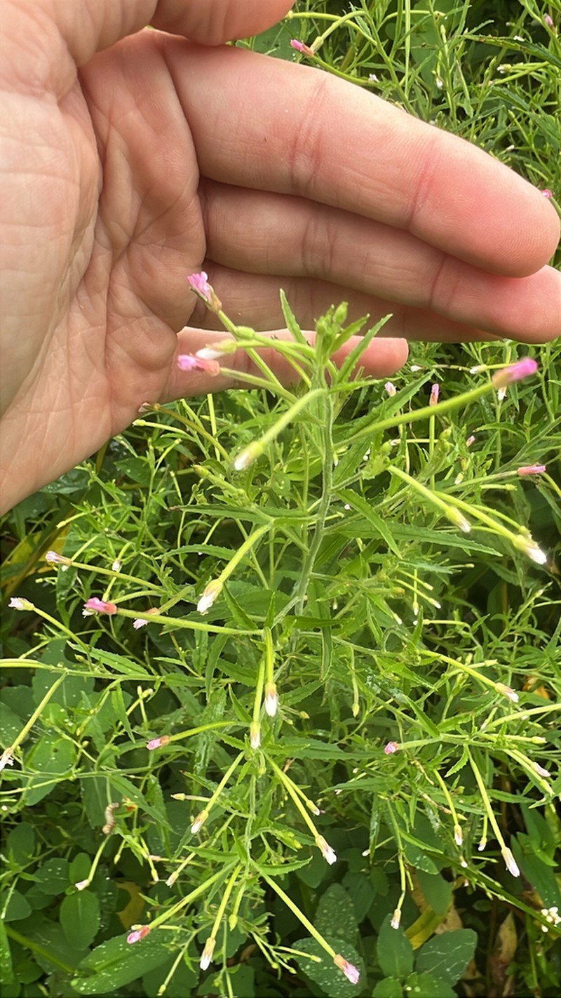 Purpleleaf Willowherb photo 7