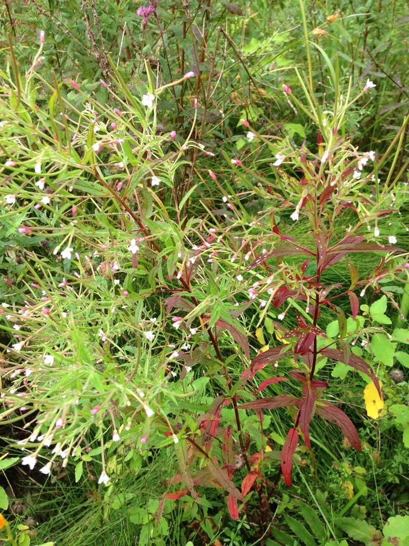 Purpleleaf Willowherb photo 8