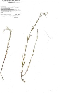 Dahurian Willowherb
