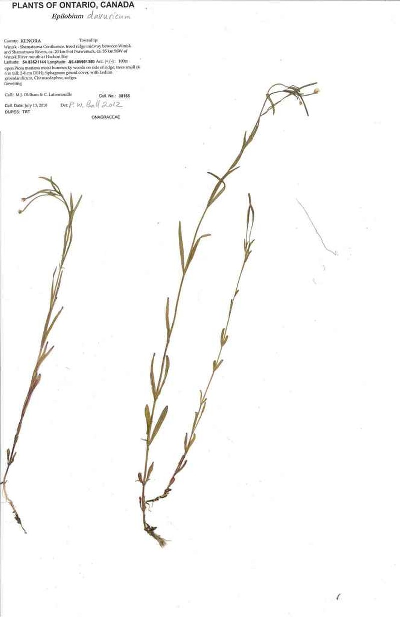Dahurian Willowherb