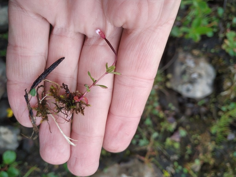 Dahurian Willowherb photo 2