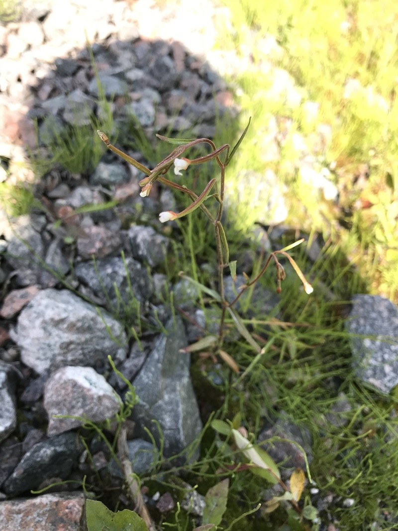 Dahurian Willowherb photo 3