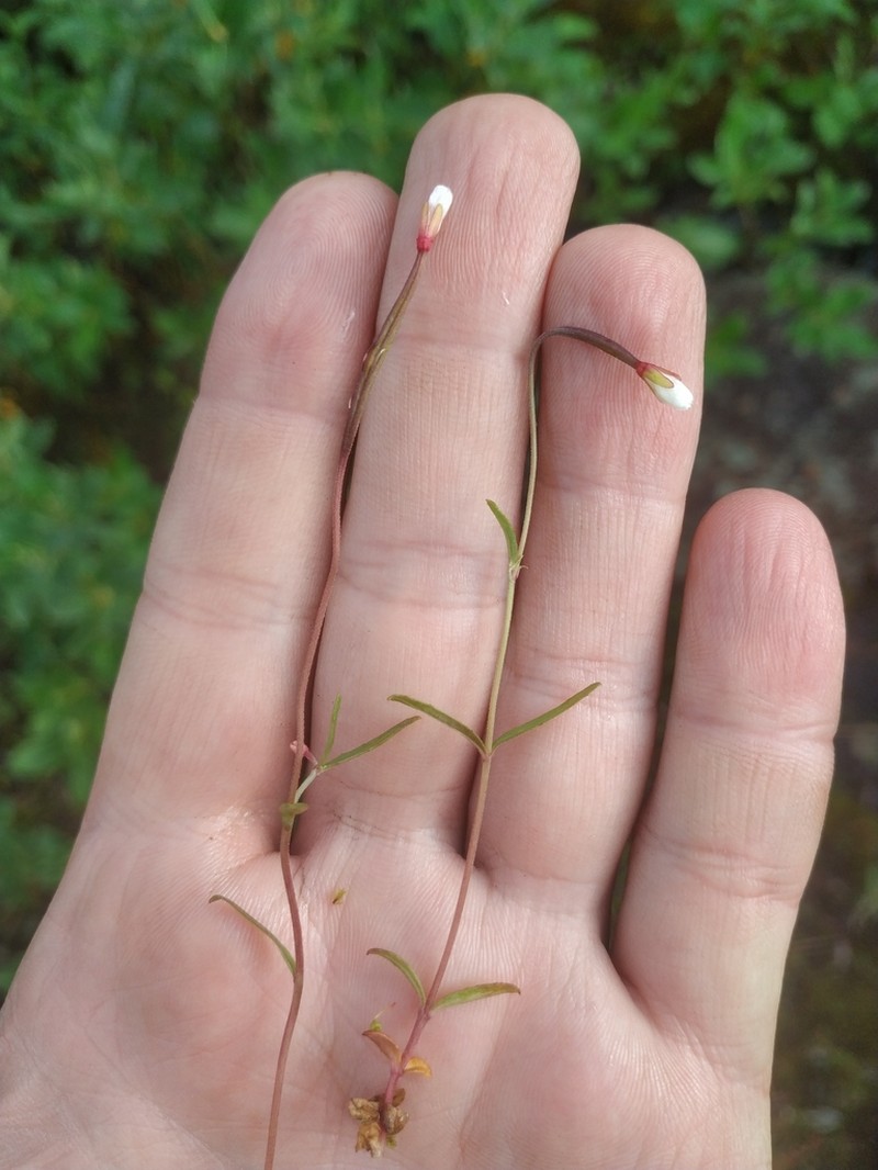 Dahurian Willowherb photo 4