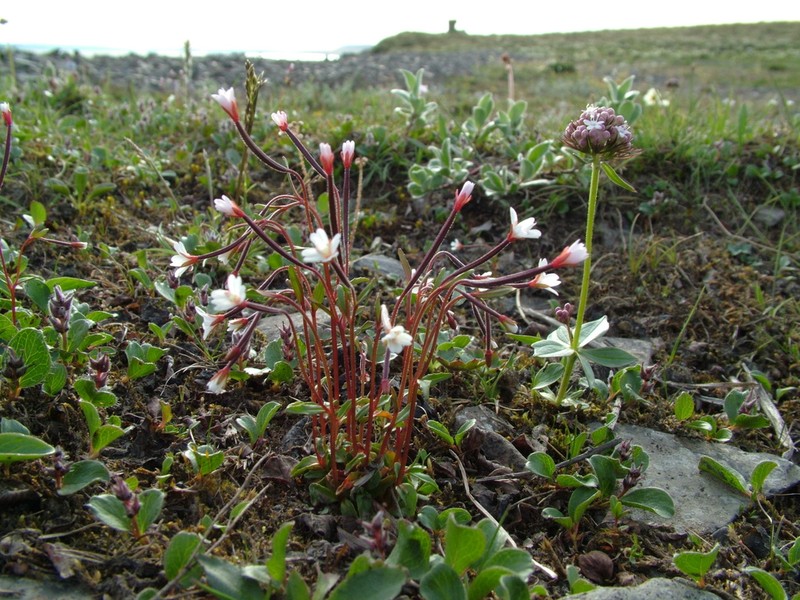 Dahurian Willowherb photo 5