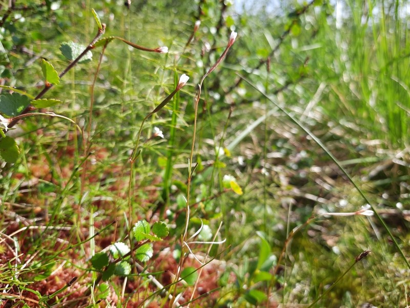 Dahurian Willowherb photo 6