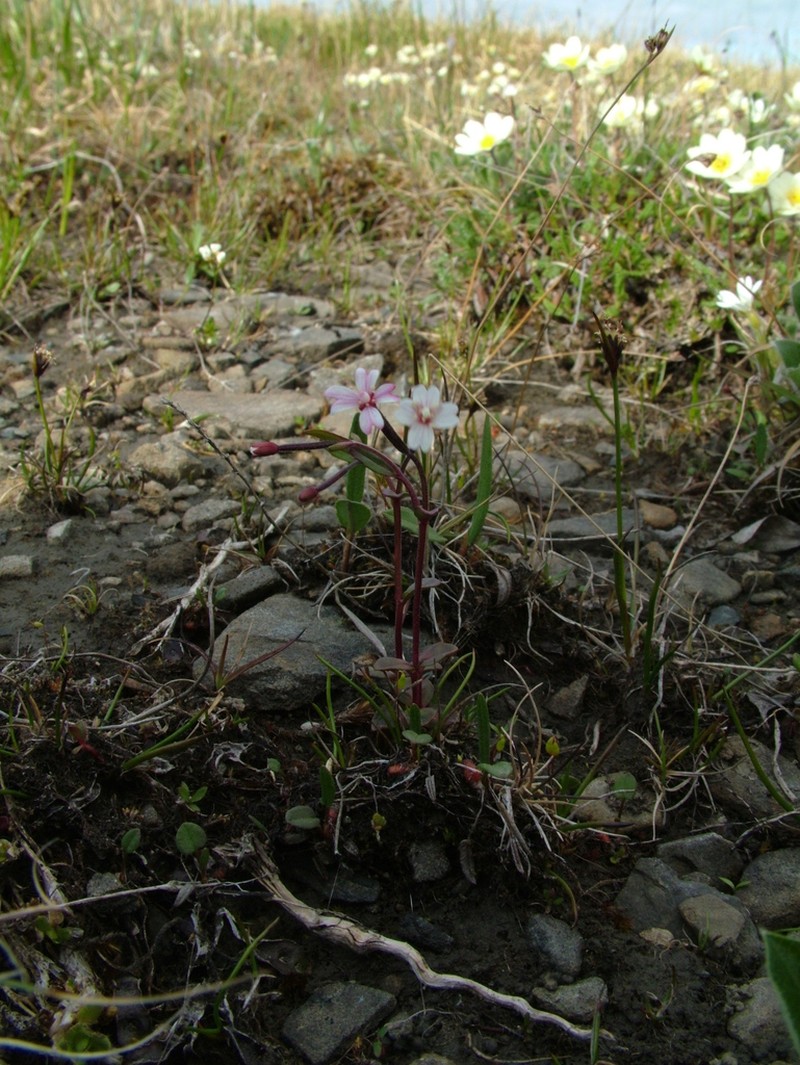Dahurian Willowherb photo 7