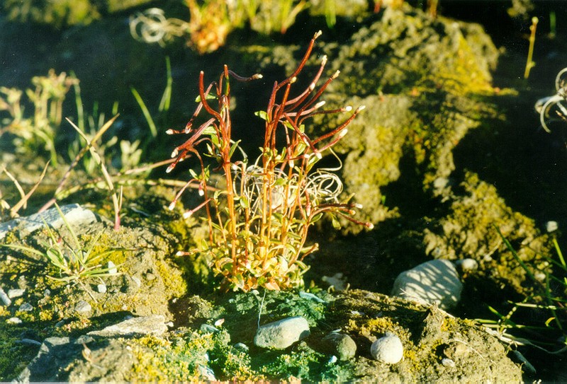 Dahurian Willowherb photo 8