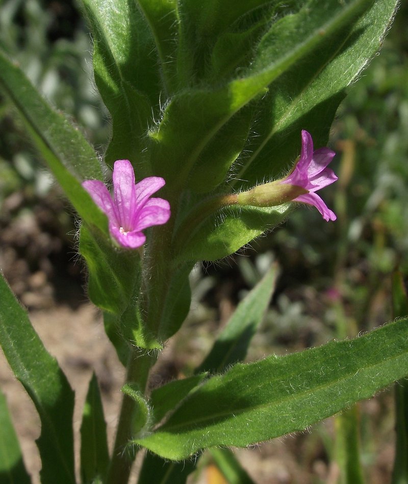 Denseflower Willowherb