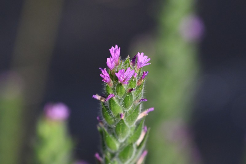 Denseflower Willowherb